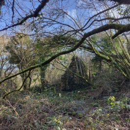 Gable wall of ruined building overgrown by trees and brambles